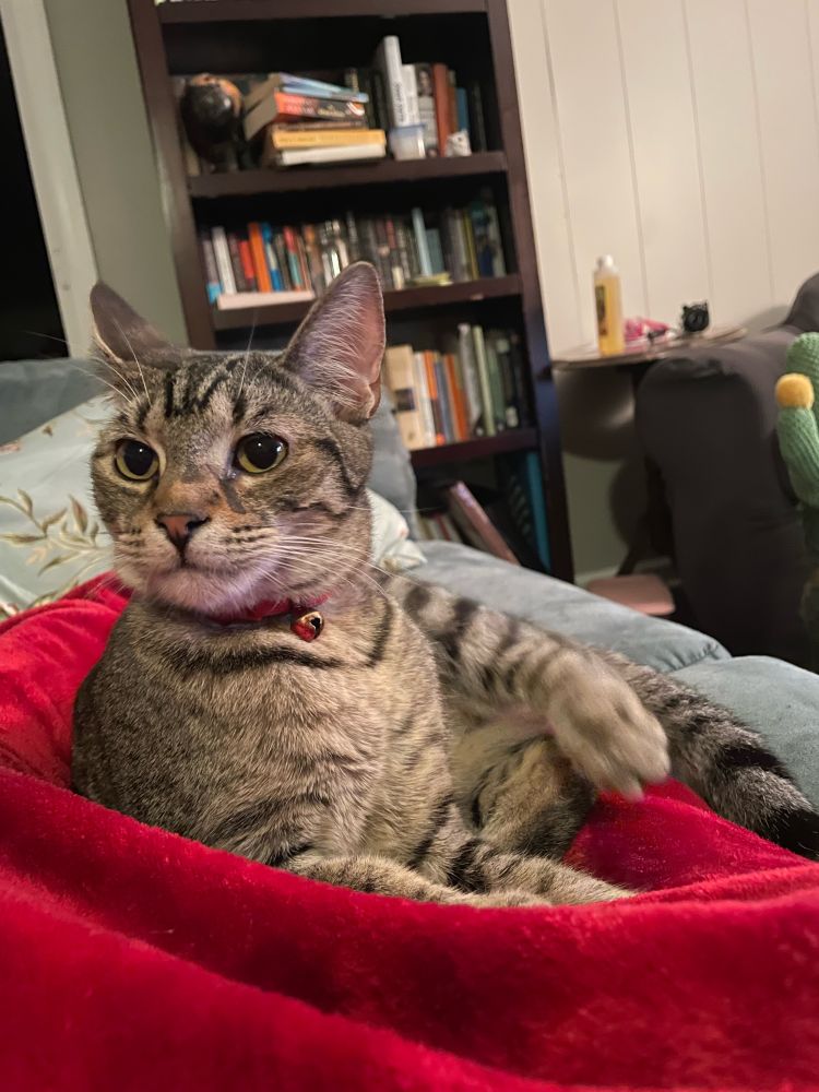 Tabby cat on a red blanket. Bookshelf in the background. 