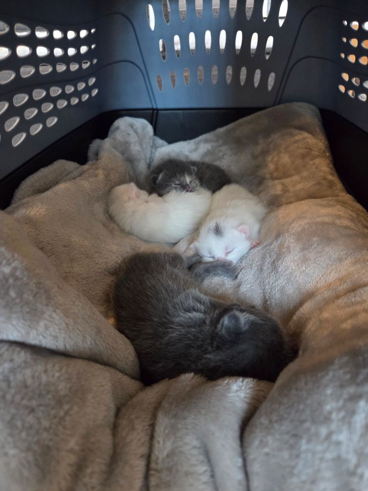 Joann's kittens sleeping in the carrier. There are 2 white and 2 gray babies.