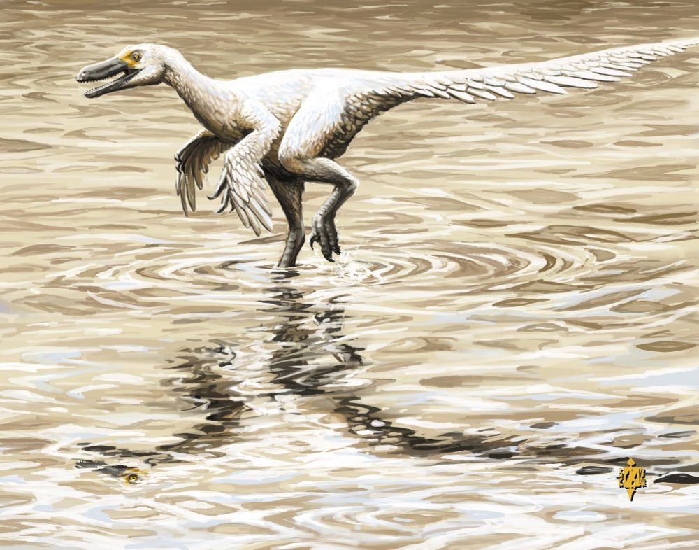 A dromeosaur, Austroraptor, with coloring similar to a modern swan, standing in a body of rippling water
