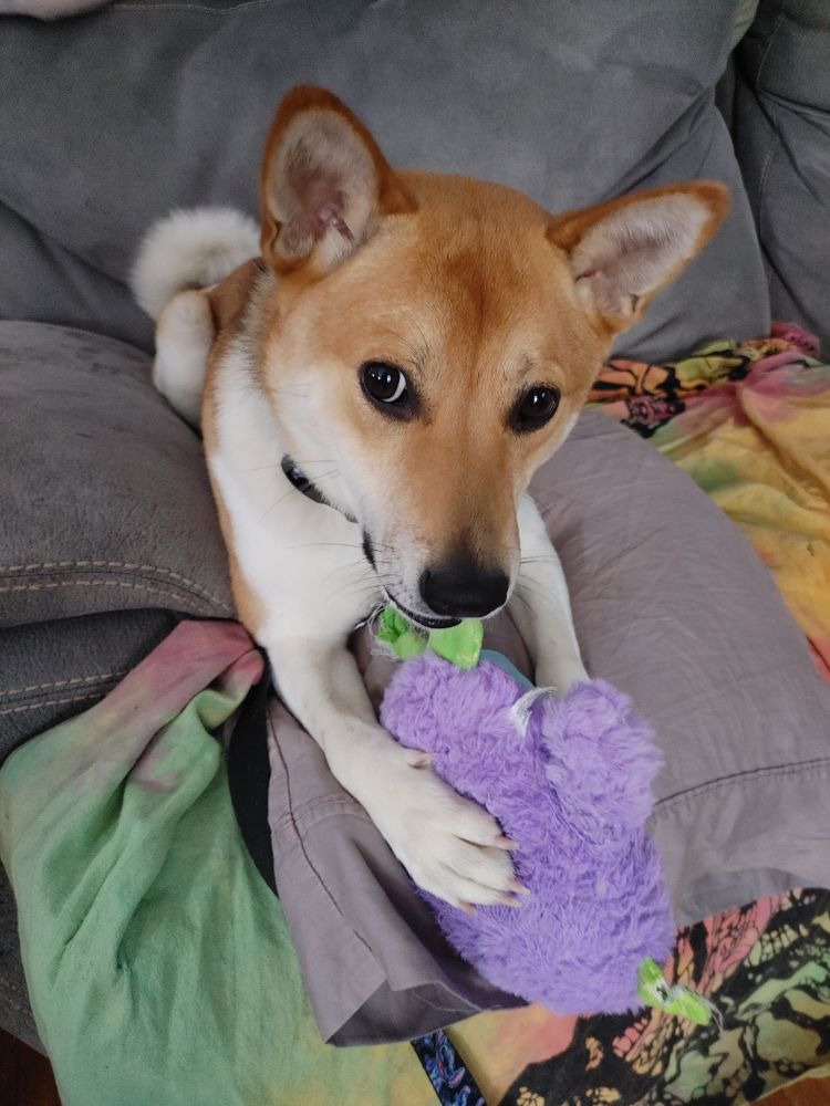 A photo of a beautiful orange and white dog who was described as a Shiba/Jack Russell mix, on a pillow on a grey couch, holding a purple stuffed toy. He is thinking about eating trash.