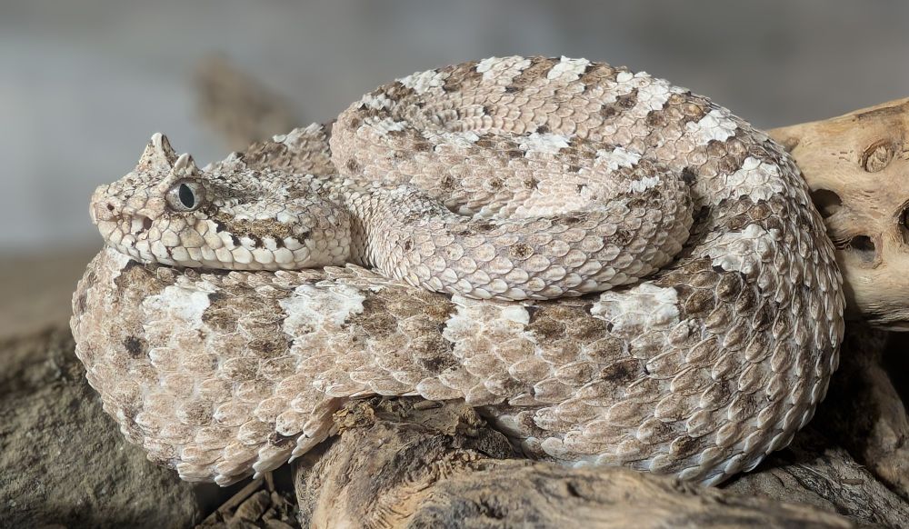 Sidewinder Rattlesnake coiled on bark and a cholla skeleton 