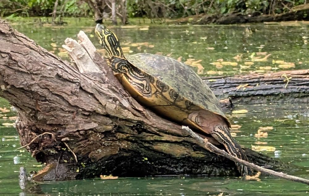 A large female Texas Cooter is basking on a big log about the water. There are a bunch of leaves and pollen spores in the water