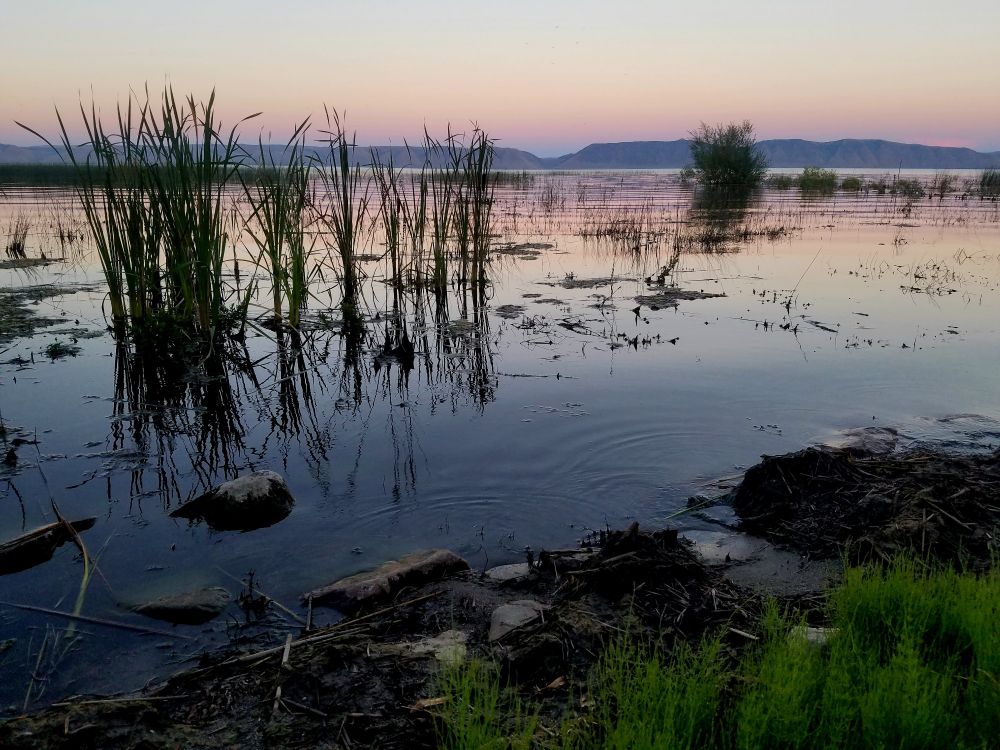 A lake reflects a sunset of pastel pinks, oranges, and yellows. There are small mountains in the distance and long grass growing in the lake.