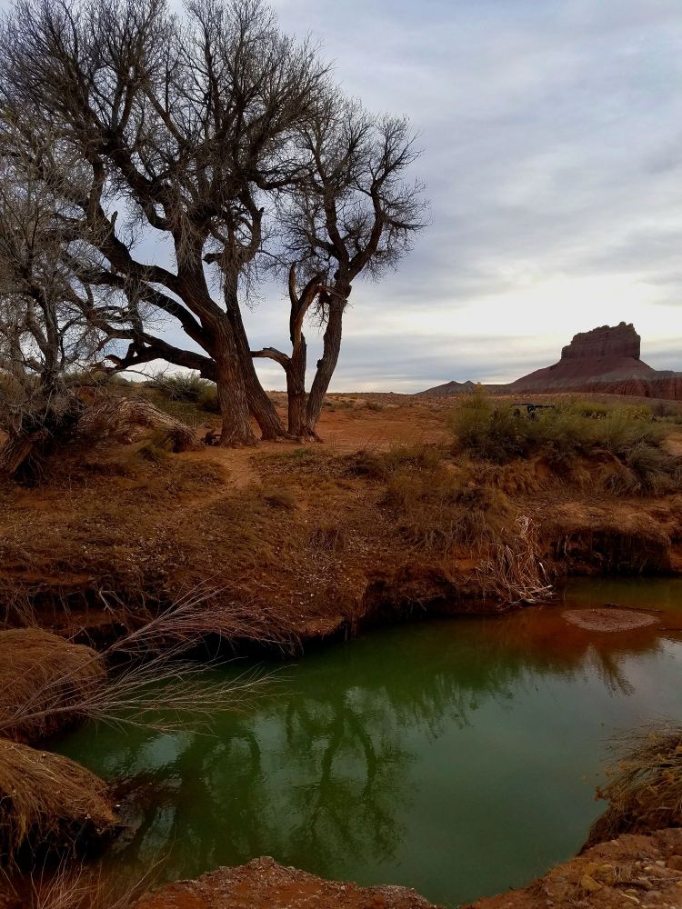 A green watering hole sticks out from the red rock desert. There is a tree without its leaves breaking up the white cloudy ski. There is a red rock butte in the background.