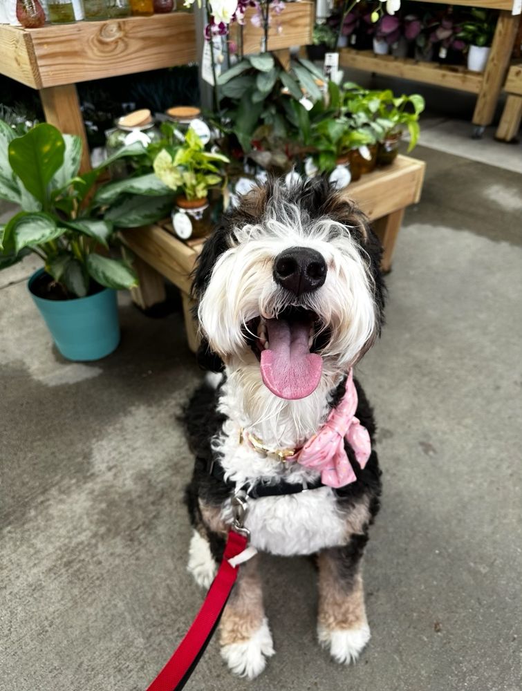 Millard “Millie” Fillmore the summer cut Bernese Mountain Dog Poodle Mix