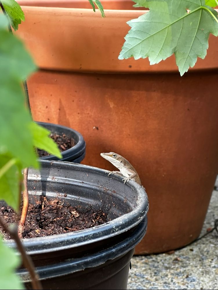 It’s a picture of an anole on the edge of a plastic flower pot with a terracotta pot in the background. He looks like a happy lizard who has his 401k in order and didn’t invest too heavily in NFTs. 