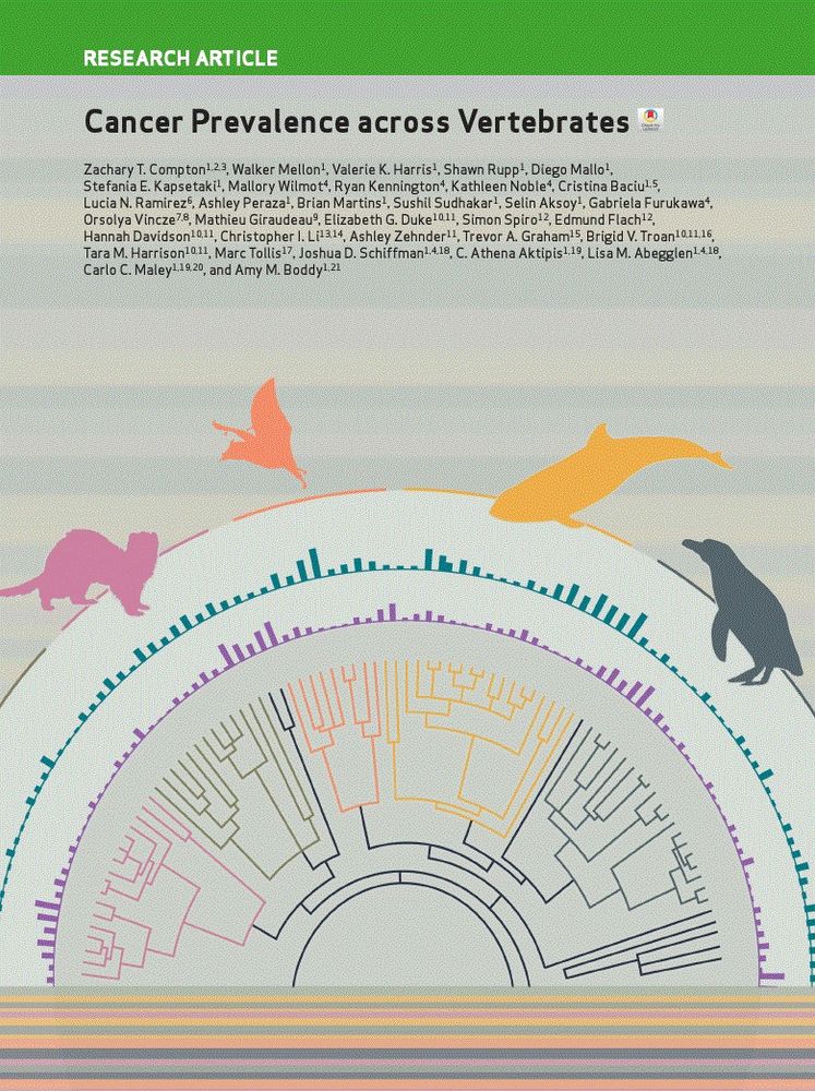 Phylogenetic tree highlighting species with exceptionally low cancer risk.