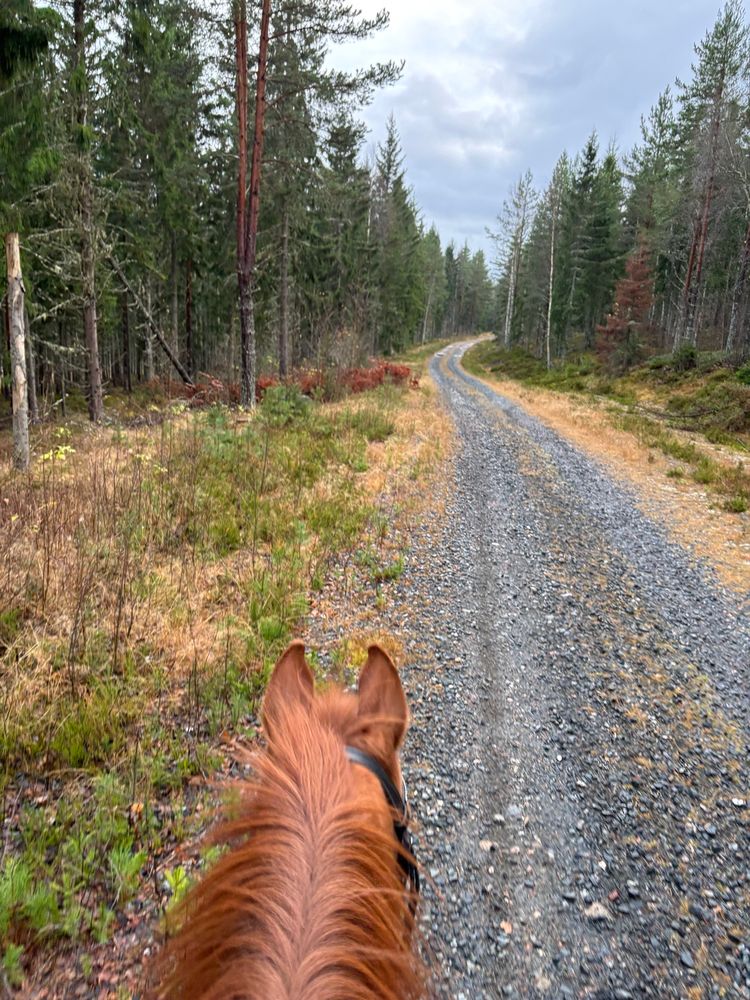 En häst fotad från hästryggen. Öron på en fux spetsade framåt och hästen står i vägkanten på en grusväg omgiven av skog. 