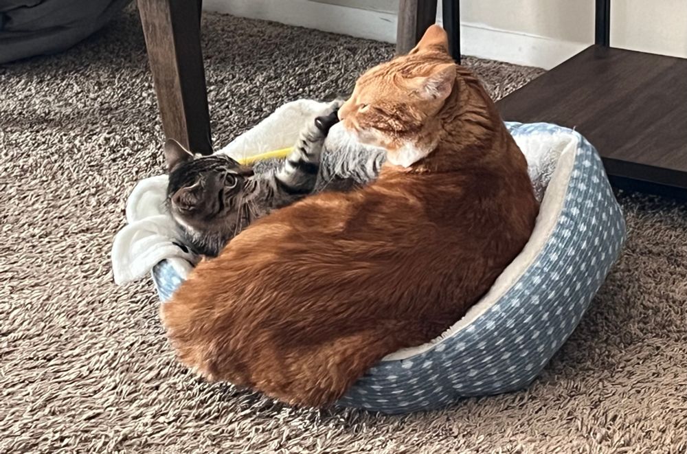 A gray cat, Allie, and an orange cat, Jupiter, trying to fit in a cat bed that is too small for them. There are, of course, other beds available. 
