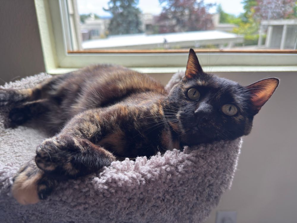 Zelda laying sideways on her cat tree in the sun