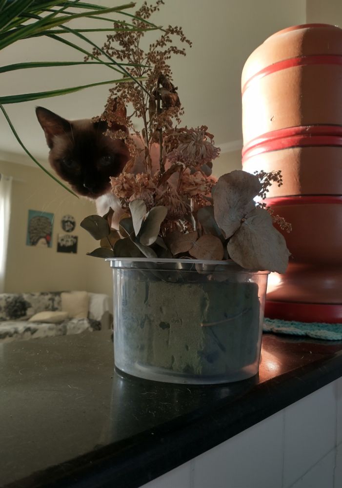 Minha gata Tina, uma viralata siamesa, atrás de um vaso de flores secas, olhando para camêra.
