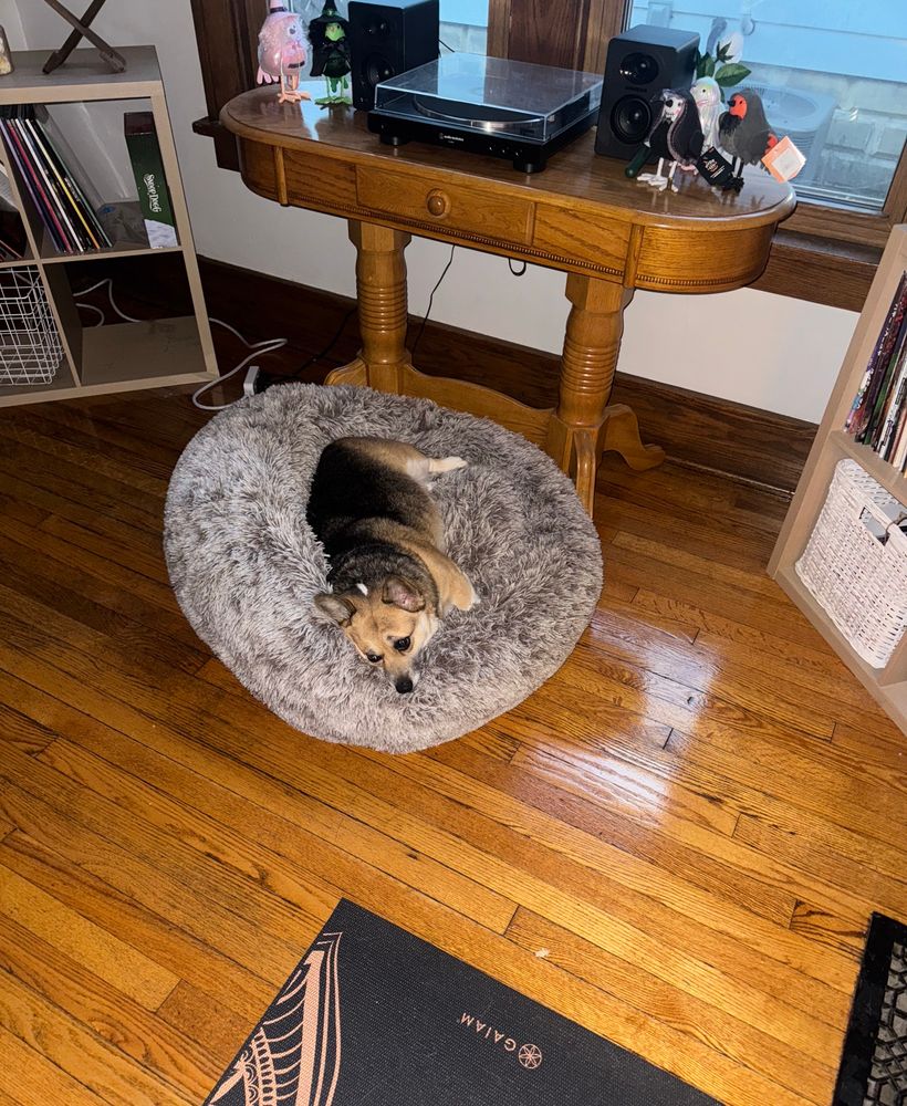 a very lazy corgi laying in a big dog bed