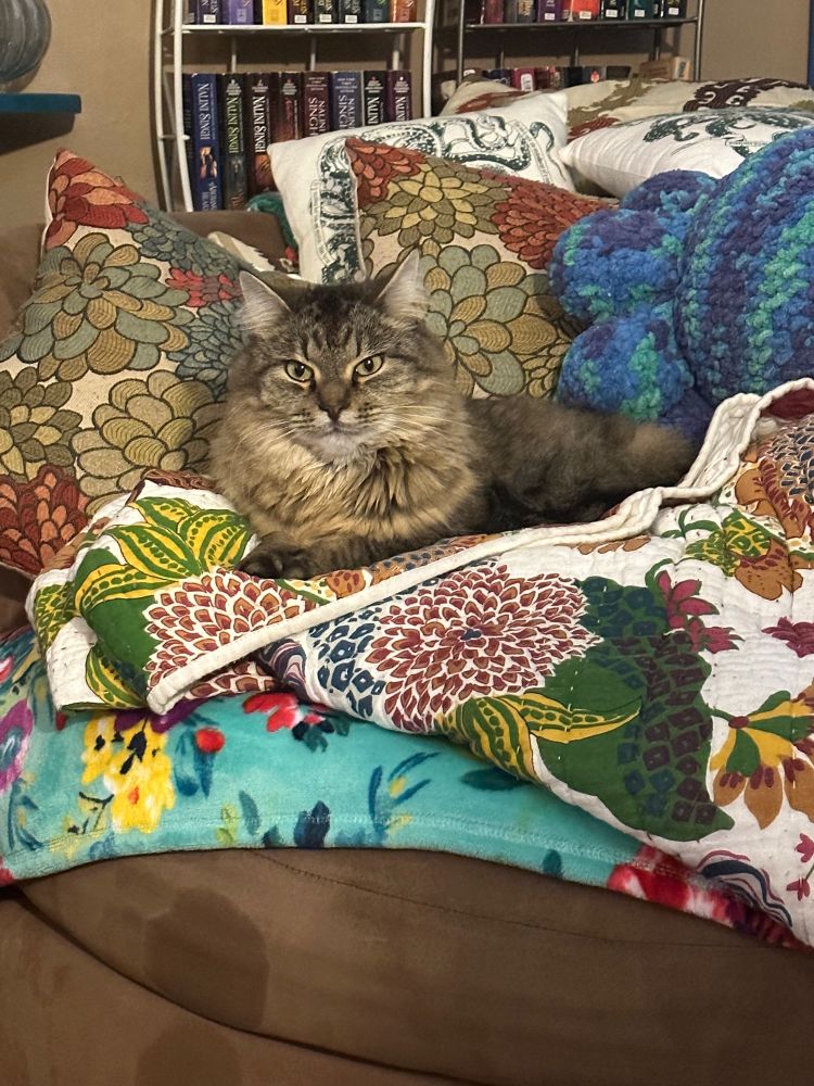 My king of a cat, who is domestic long hair that looks like a Maine coon, lounging on my couch and looking directly into your soul to determine if you are worthy of his presence. 