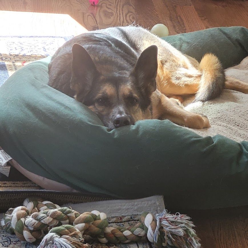 German Shepherd dog lying on a green and tan bolster bed, back end partially in the sunlight, staring at the camera with his just above the bed's edge and his enormous ears pointed straight at the camera.  
A glow in the dark ball and pink cat jingly ball are behind him, and a large tug-o-war rope toy is in the foreground.