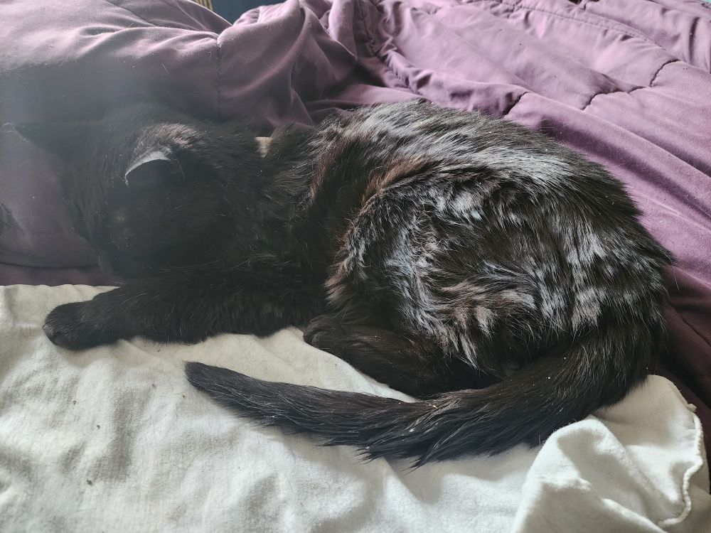 Black cat with scruffy looking short hair lying down partly on a heating pad covered with a white undershirt on top of a purple comforter on a bed with a knee pillow under the comforter raising the blanket behind the cat's head putting it in shadow. 