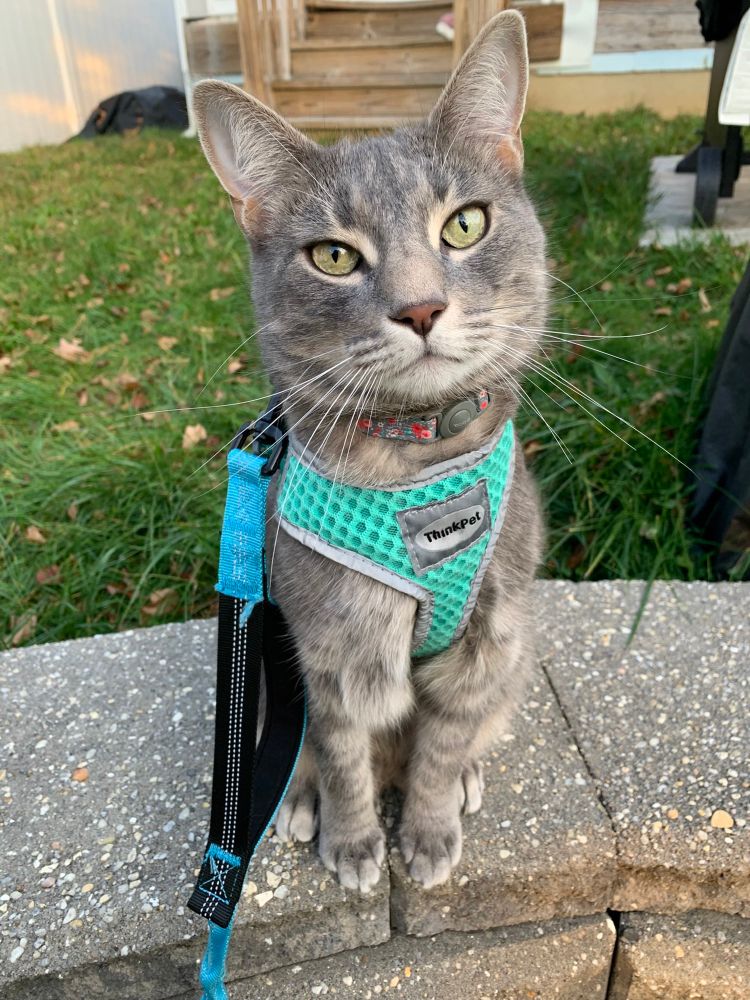 Picture of Clancy, a grey and white striped tabby cat sitting on a stone retaining wall in the backyard. Clancy has yellowish greenish eyes and a dark mauve nose. He’s looking at the camera with slightly scrunched eyes and is wearing his teal harness. There’s grass in the background and it’s daytime.