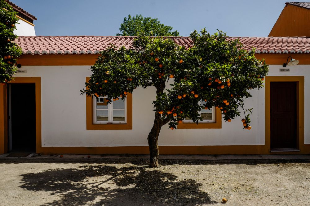 An orange tree full of ripe oranges stands between two doors of a white building with a terracotta tiled roof, one door labeled &ldquo;COZINHA,&rdquo; the other &ldquo;DIREÇÃO.&quot;