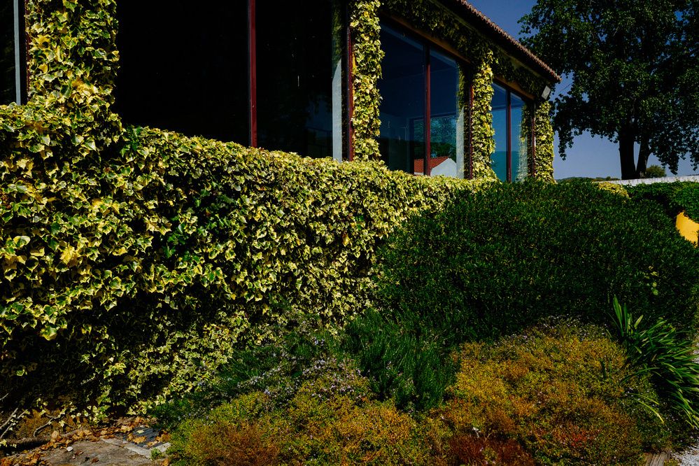 A lush green hedge and ivy-covered wall next to a building with large glass windows, under a bright blue sky.