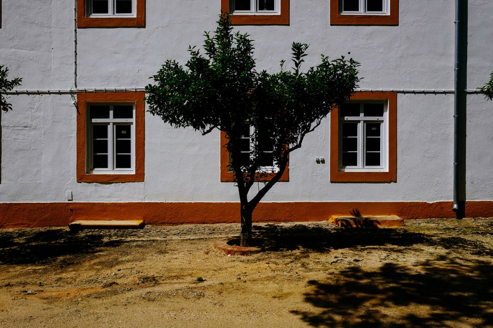 A small tree casting a shadow on the ground in front of a building with white walls, and orange trim.
