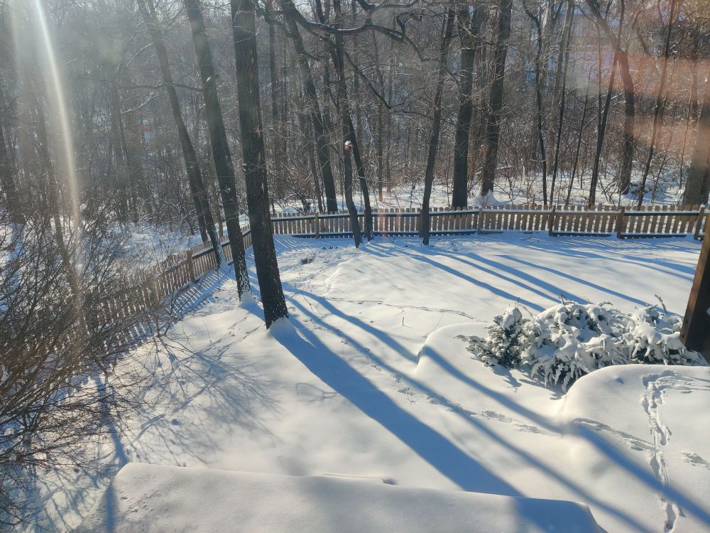 Short wooden fence divides a yard from a forested are. One foot of snow covers everything. Animal tracks in the snow, somewhat hidden by long morning shadows. Near the cover of the fence is an area where deer disturbed the snow either looking for food or by sleeping.