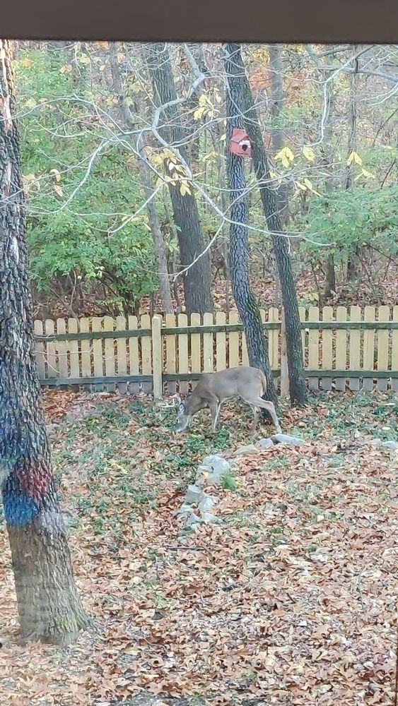 A buck blending in with an unracked backyard. Picture demonstrates how well deer blends in with their natural surroundings.