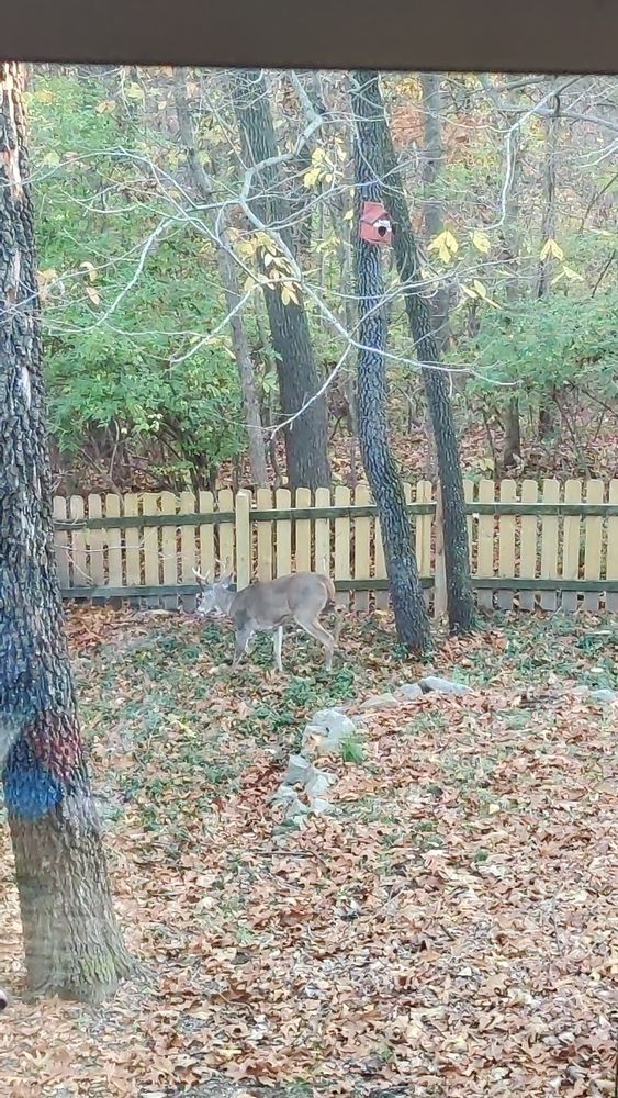 A buck in-between trees, eating ground cover that's peaking out from a sea of leaves we'll one day have to rack. The picture is from above and the deer blends in well 