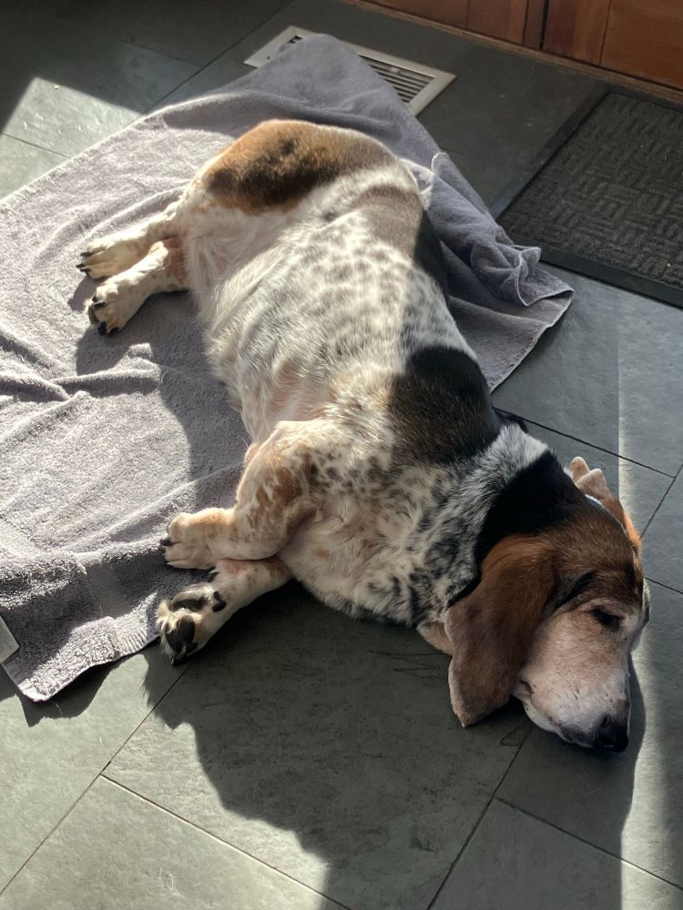 Basset hound lying on her side on a towel on a stone floor in a sunbeam