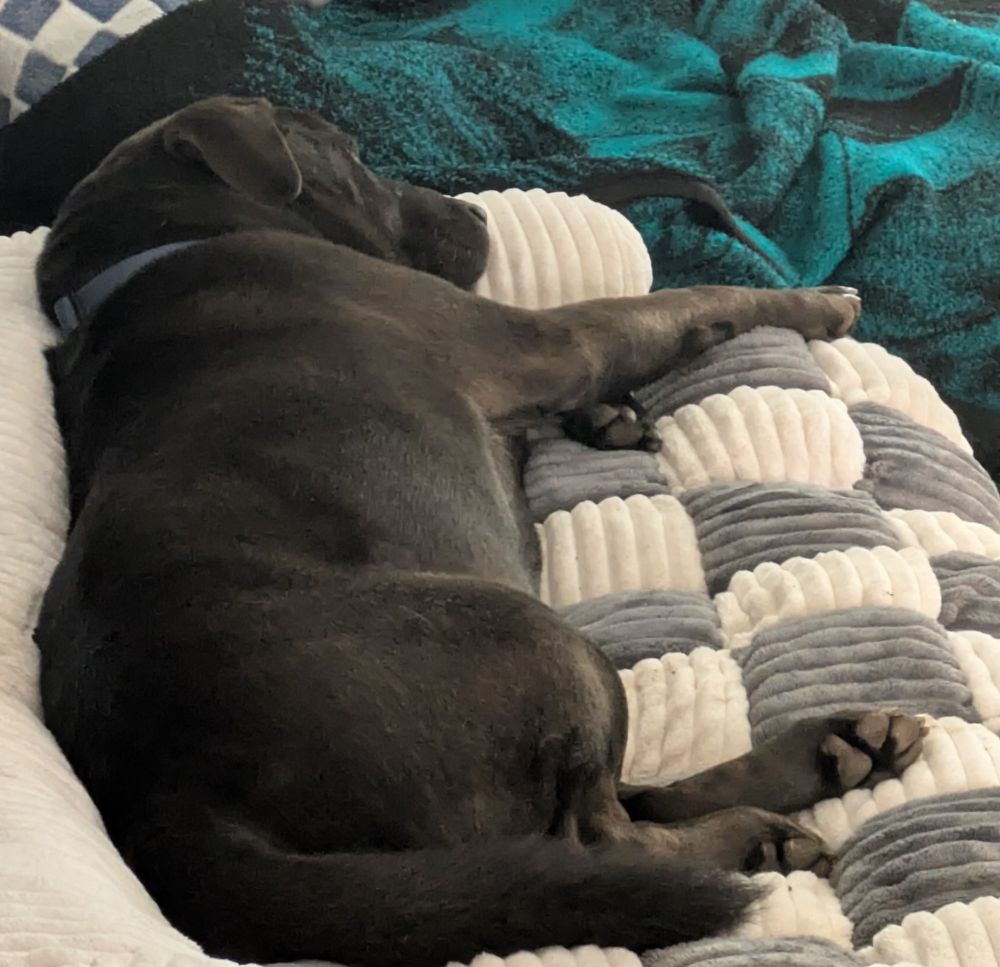 Chonky Black Labrador retriever being lazy sleeping on the couch 