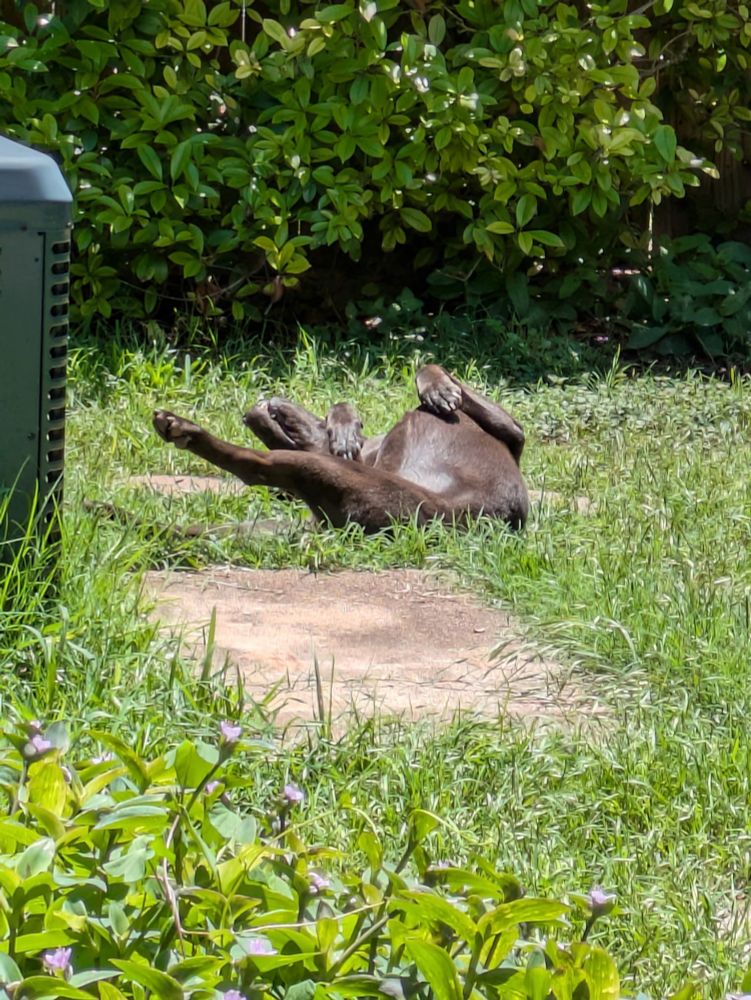Dog stretching his leg and laying down on the grass in the sun