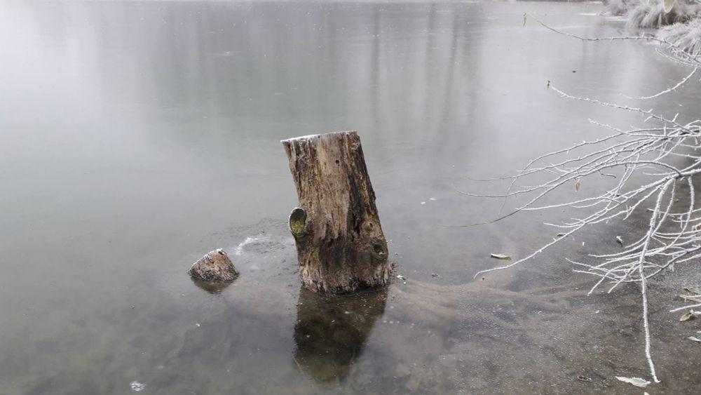 Aus einem zugefrorenen See schaut ein Baumstumpf heraus. Unter Wasser sind die Wurzeln zu sehen. Links stehen reifbesetzte Äste ins Bild, hinten spiegeln sich Bäume im Eis