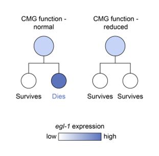 Diagrammatic illustration of the description in the paper's text, showing that, using the nematode C. elegans as a model, the authors focused on asymmetrically dividing mother cells, where one daughter cell dies (‘cell death’ fate) while the other daughter cell survives (‘cell survival’ fate). This presented them with an excellent paradigm to explore how cell fate decisions (death v survival) are made during asymmetric cell division.
 
They found that, when they reduced the function of CMG, the dying daughter cells wrongly acquired the fates of their sister cells and instead survived