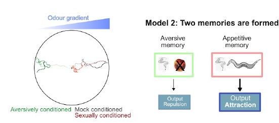 Diagram in three sections: on the left and odour gradient with aversely, sexually and mock-conditioned subjects plotted; and on the right, two models of aversive and appetitive memory