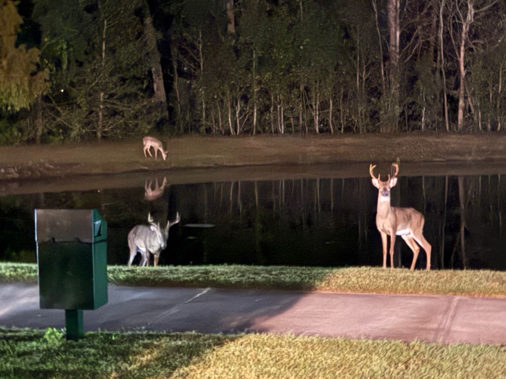 3 deer around a pond