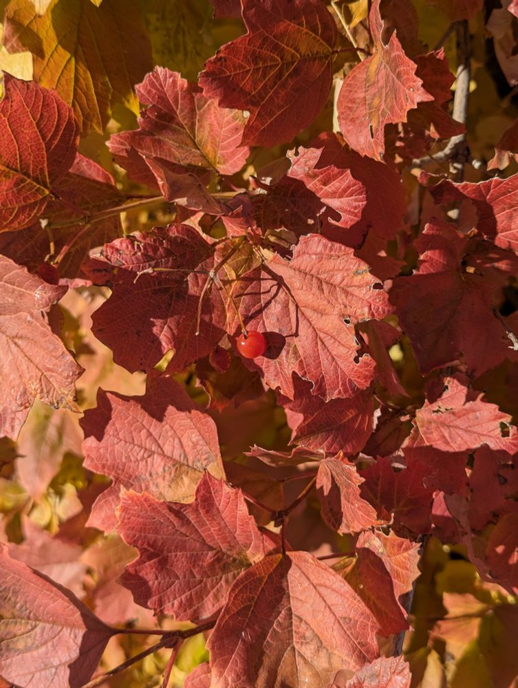 a bunch of red-orange leaves. there is a single bright red berry on one of the leaves