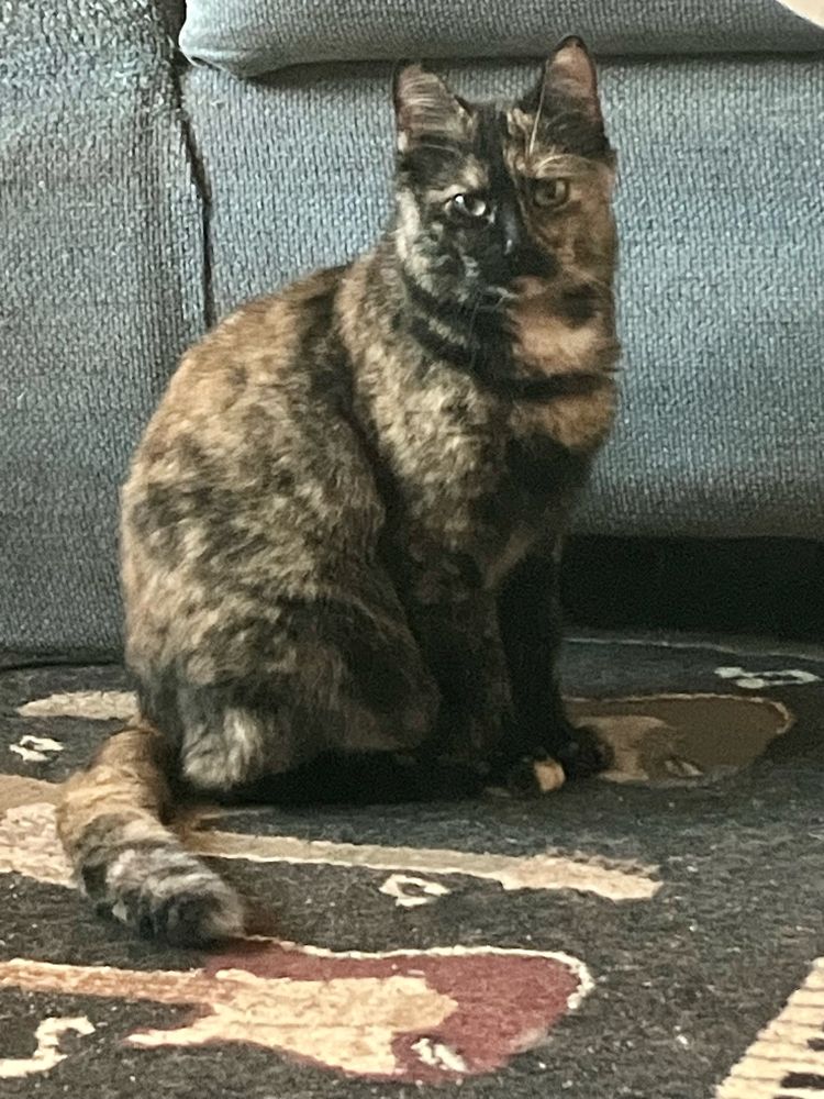 A young female cat with a tortoiseshell coat, looking at camera.