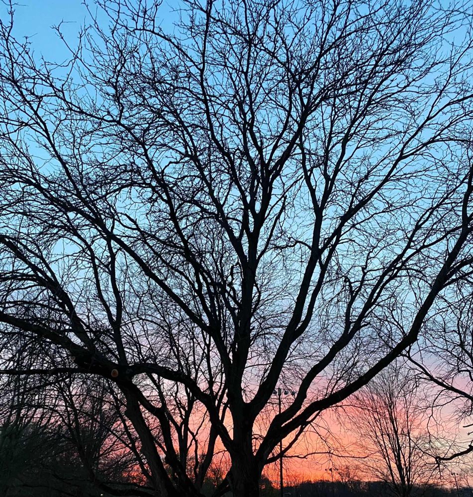 Glorious tree with pink sunset in the background 