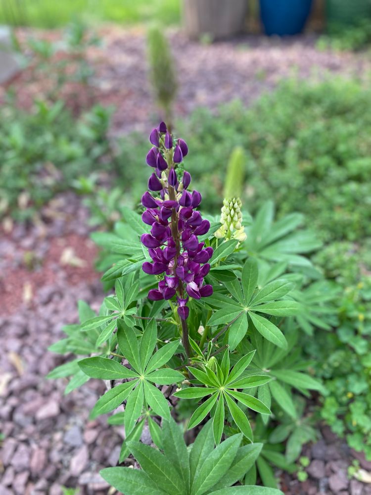 Newly emerged lupine 