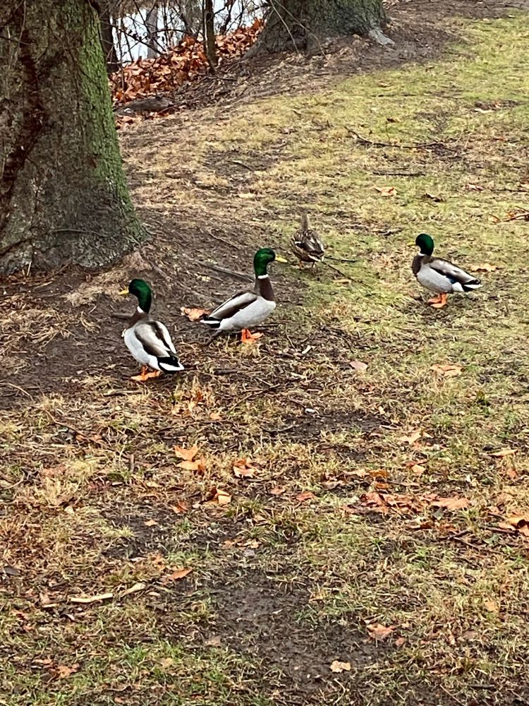 Photo of a paddling of ducks