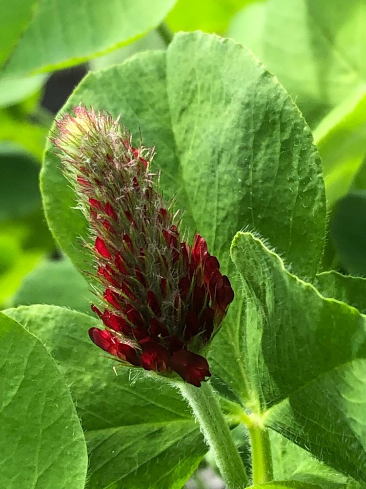 Crimson Clover: Red flower, green leaves behind