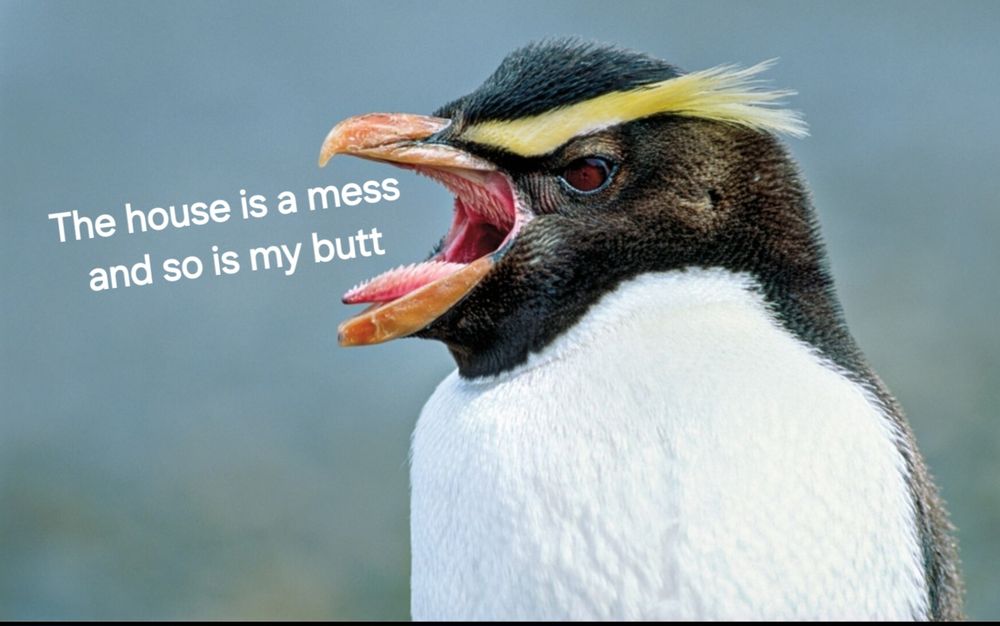 A New Zealand penguin saying The house is a mess and so is my butt