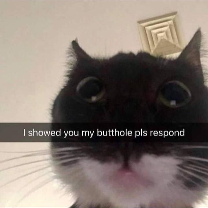 Black and white kitty with text that says I showed you my butthole pls respond 