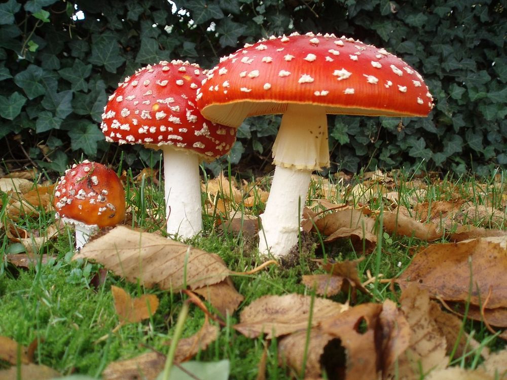 Fly agaric (Amanita muscaria) mushrooms in various stages of growth, an iconic toadstool.  [image source: wikipedia article]
