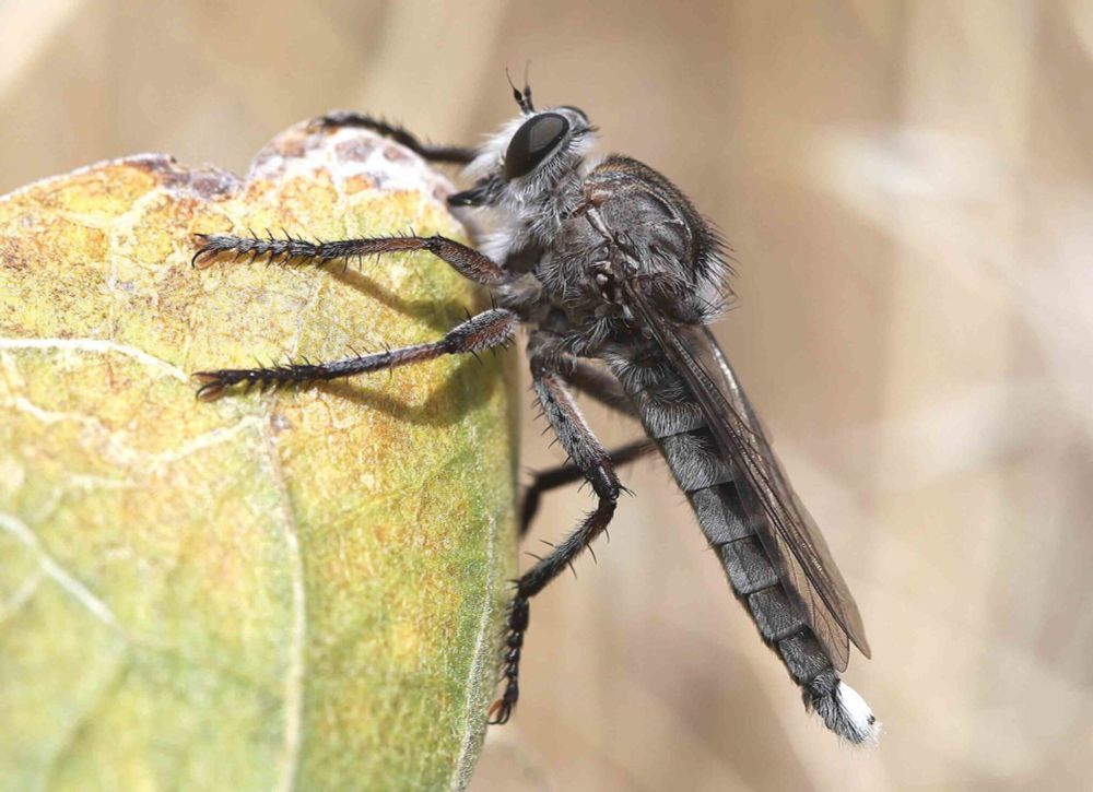 An adult robber fly (Asilidae) photo by D.G. James on hortsense website.  Looks grey and a little fuzzy.
