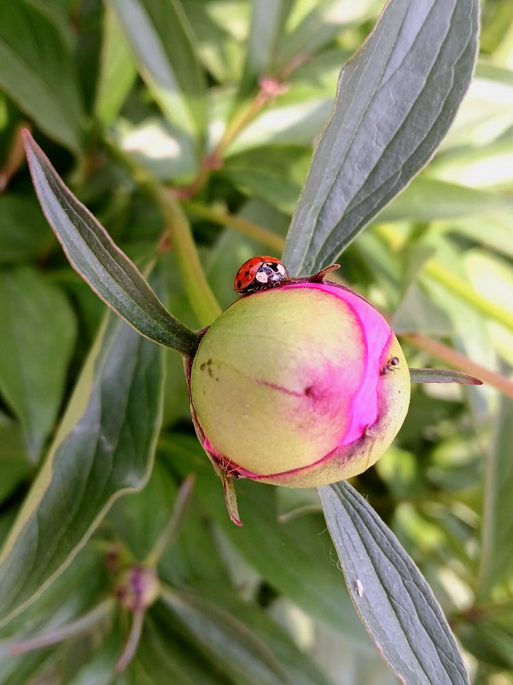 A big round flower bud. An ant crawls on one side. A beautiful ladybug - but no, all ladybugs are beautiful - is posing on top of the bud.