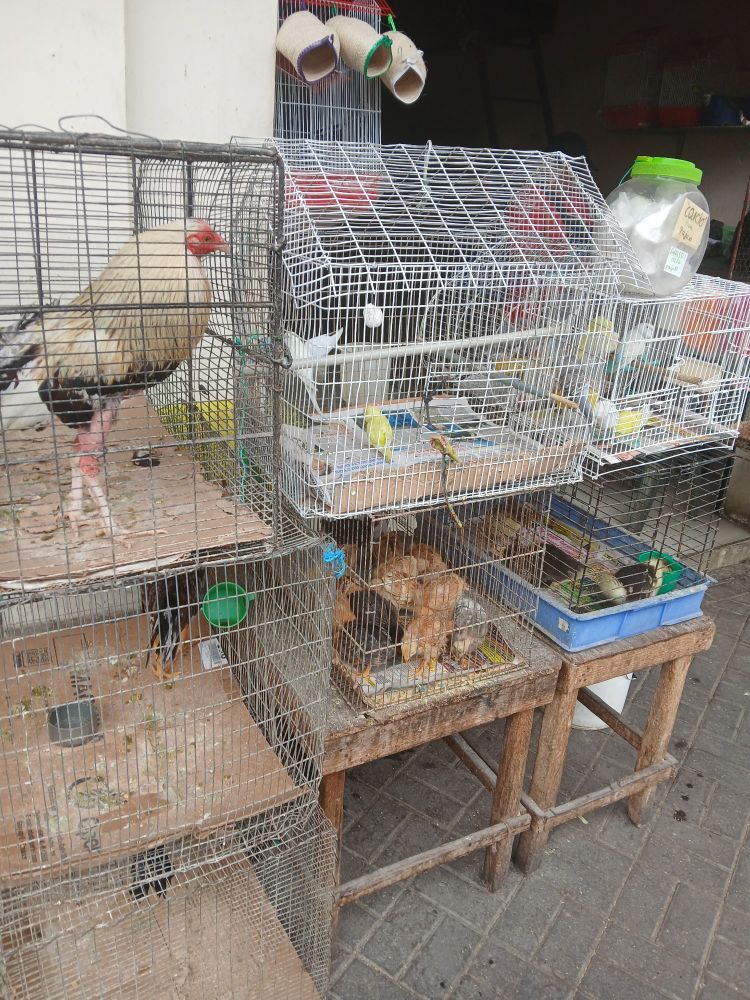 A bunch of different birds (rooster, ducks, etc) in cages at a flea market.