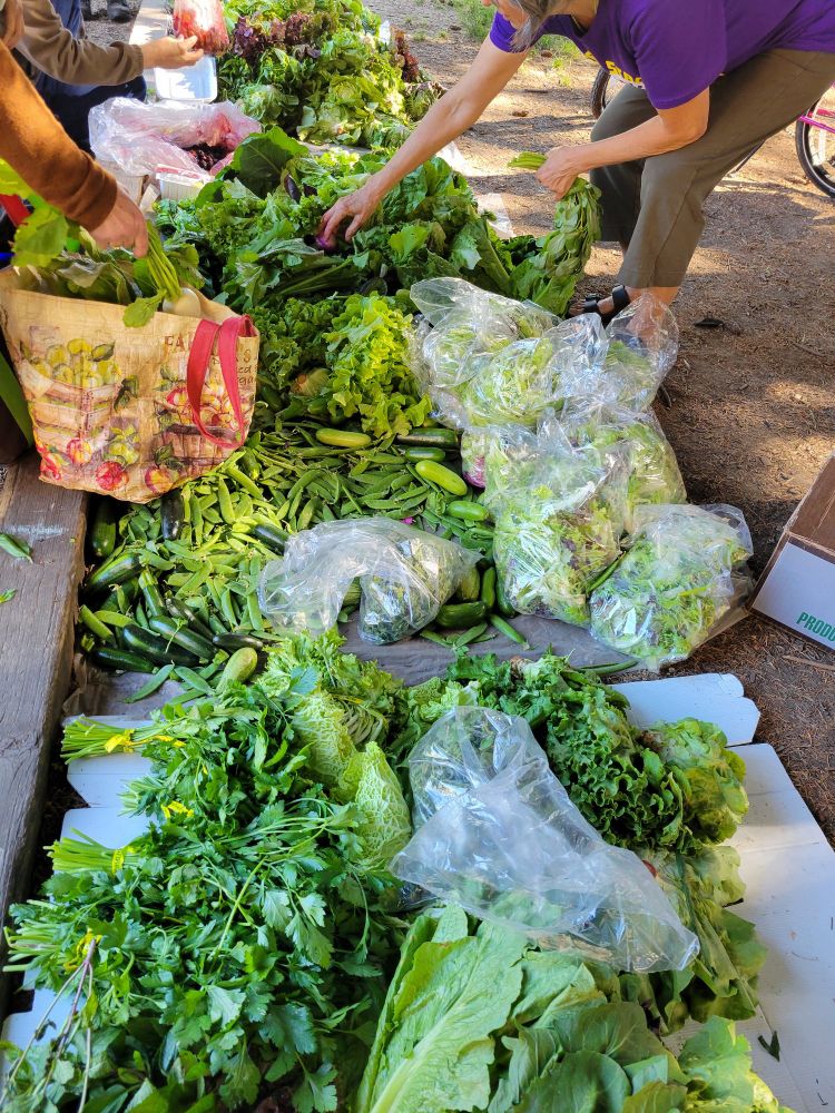 Lettuce, herbs, peppers and other green veggies laid out for our serving