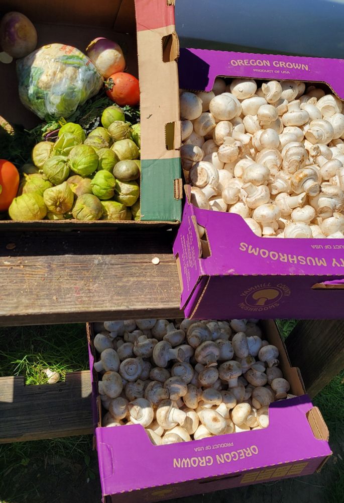 Two boxes of white mushrooms and one box of tomatillos, cauliflower, turnips and greens on a shelf in the sunlight