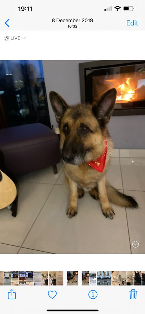 Bart, the German Shepherd wearing a red neckerchief 