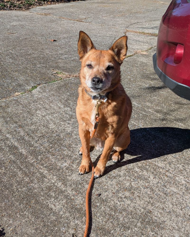 pepper the little red dog sitting on a driveway beside a red car bumper. she has a blue collar and orange leash.