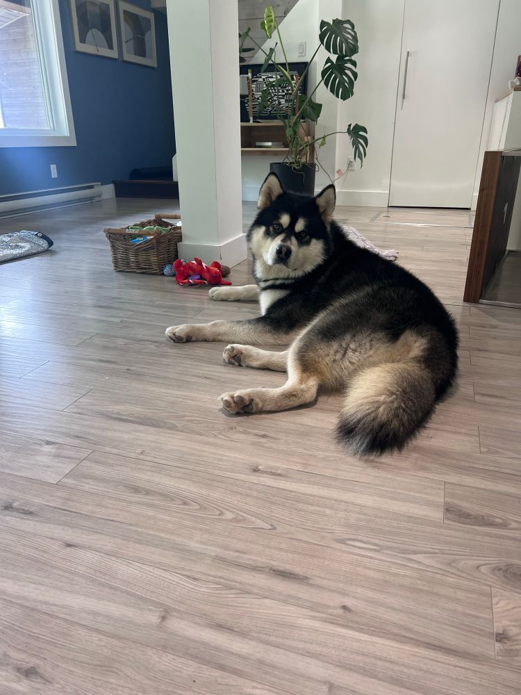 A seal malamute laying amongst some toys